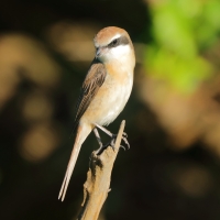 Dzierzba brązowa - Lanius cristatus - Brown Shrike
