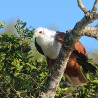 Kania bramińska- Brahminy Kite