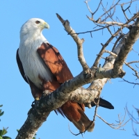 Kania bramińska- Brahminy Kite