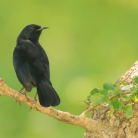 Opocznik - Saxicoloides fulicatus - Indian Robin
