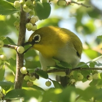 Szlarnik indyjski - Zosterops palpebrosus - Indian White-eye