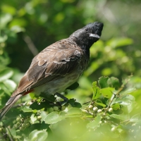 Bilbil czerwonoplamy - Pycnonotus cafer - Red-vented Bulbul