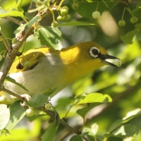 Szlarnik indyjski - Zosterops palpebrosus - Indian White-eye