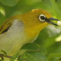 Szlarnik indyjski - Zosterops palpebrosus - Indian White-eye