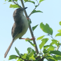 Prinia dżunglowa - Prinia sylvatica - Jungle Prinia
