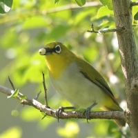Szlarnik indyjski - Zosterops palpebrosus - Indian White-eye