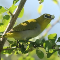 Szlarnik indyjski - Zosterops palpebrosus - Indian White-eye