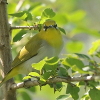 Szlarnik indyjski - Zosterops palpebrosus - Indian White-eye