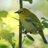 Szlarnik indyjski - Zosterops palpebrosus - Indian White-eye