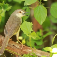 Prinia płowa - Prinia inornata - Plain Prinia