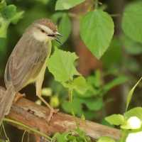 Prinia płowa - Prinia inornata - Plain Prinia