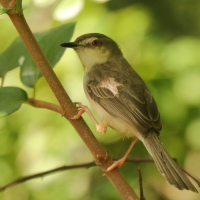 Prinia płowa - Prinia inornata - Plain Prinia