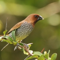 Mniszka muszkatowa - Lonchura punctulata - Scaly-breasted Munia