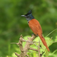 Muchodławka rajska - Terpsiphone paradisi - Indian Paradise-flycatcher