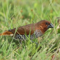 Mniszka muszkatowa - Lonchura punctulata - Scaly-breasted Munia