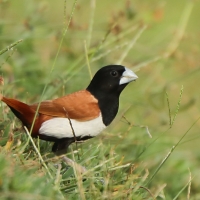 Mniszka kapturowa - Lonchura malacca - Tricoloured Munia