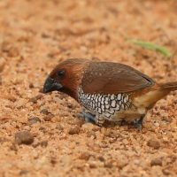 Mniszka muszkatowa - Lonchura punctulata - Scaly-breasted Munia