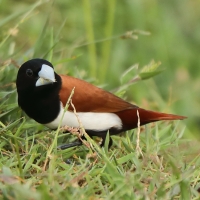 Mniszka kapturowa - Lonchura malacca - Tricoloured Munia