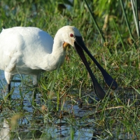 Warzęcha - Platalea leucorodia - Eurasian Spoonbill