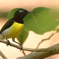 Nektarnik żółtobrzuchy - Leptocoma zeylonica - Purple-rumped Sunbird