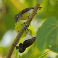 Nektarnik żółtobrzuchy - Leptocoma zeylonica - Purple-rumped Sunbird