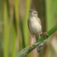 Prinia płowa - Prinia inornata - Plain Prinia