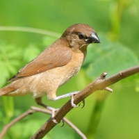 Mniszka muszkatowa - Lonchura punctulata - Scaly-breasted Munia