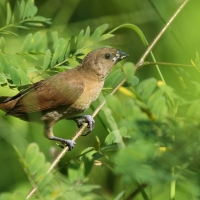 Mniszka muszkatowa - Lonchura punctulata - Scaly-breasted Munia