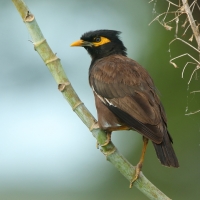 Majna brunatna - Acridotheres tristis - Common Myna
