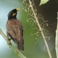 Majna brunatna - Acridotheres tristis - Common Myna