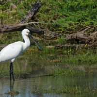 Warzęcha - Platalea leucorodia - Eurasian Spoonbill