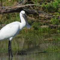 Warzęcha - Platalea leucorodia - Eurasian Spoonbill