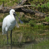 Warzęcha - Platalea leucorodia - Eurasian Spoonbill
