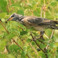 Pasterz - Sturnus roseus - Rosy Starling