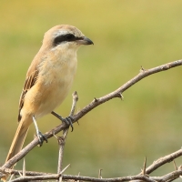 Dzierzba brązowa - Lanius cristatus - Brown Shrike