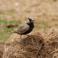 Pustynka szarawa - Eremopterix griseus - Ashy-crowned Sparrow Lark