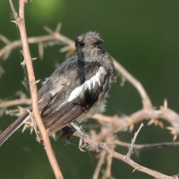 Sroczek zmienny - Copsychus saularis - Oriental Magpie-Robin