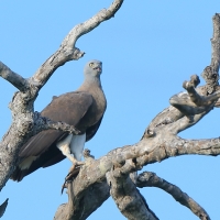 Rybożer białosterny - Ichthyophaga ichthyaetus - Grey-headed Fish Eagle