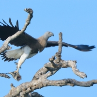 Rybożer białosterny - Ichthyophaga ichthyaetus - Grey-headed Fish Eagle