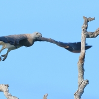 Rybożer białosterny - Ichthyophaga ichthyaetus - Grey-headed Fish Eagle