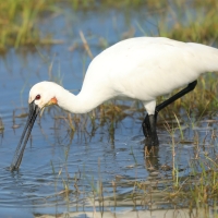 Warzęcha - Platalea leucorodia - Eurasian Spoonbill