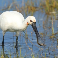 Warzęcha - Platalea leucorodia - Eurasian Spoonbill