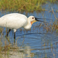 Warzęcha - Platalea leucorodia - Eurasian Spoonbill