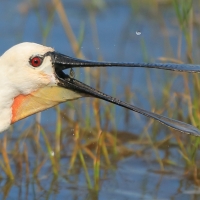 Warzęcha - Platalea leucorodia - Eurasian Spoonbill