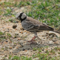 Pustynka szarawa - Eremopterix griseus - Ashy-crowned Sparrow Lark