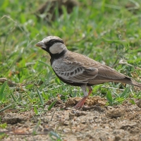 Pustynka szarawa - Eremopterix griseus - Ashy-crowned Sparrow Lark