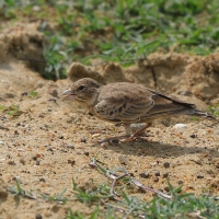 Pustynka szarawa - Eremopterix griseus - Ashy-crowned Sparrow Lark