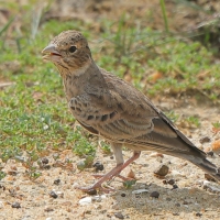 Pustynka szarawa - Eremopterix griseus - Ashy-crowned Sparrow Lark