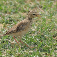 Świergotek rdzawy - Anthus rufula - Paddyfield Pipit