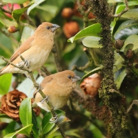 Mniszka muszkatowa - Lonchura punctulata - Scaly-breasted Munia